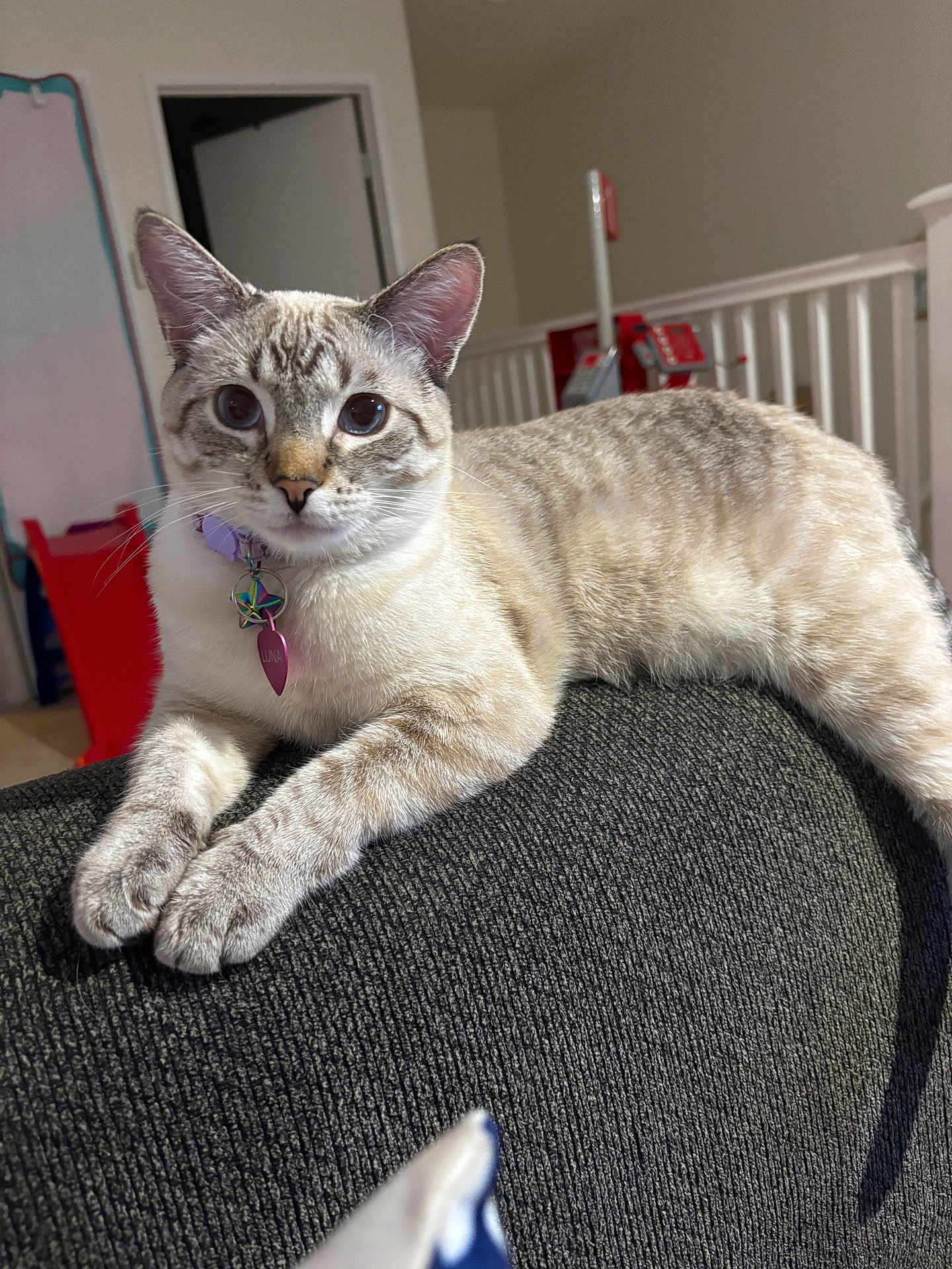 Luna is registered to the contest to win money with this photo: cat, indoor, sofa, furniture, collar, pet, animal, blue_eyes, texture, relaxing, domestic, fur, whiskers, ears, paws, tag, door, home, background, curious