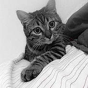 Cleopatra joined the competition — help win amazing prizes! cat, tabby, pet, animal, whiskers, paw, striped_blanket, curious, indoor, feline, closeup, black_and_white, cute, mammal, domestic_animal, resting, young_cat, soft, cozy, portrait