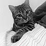 cat, tabby, pet, animal, whiskers, paw, striped_blanket, curious, indoor, feline, closeup, black_and_white, cute, mammal, domestic_animal, resting, young_cat, soft, cozy, portrait
