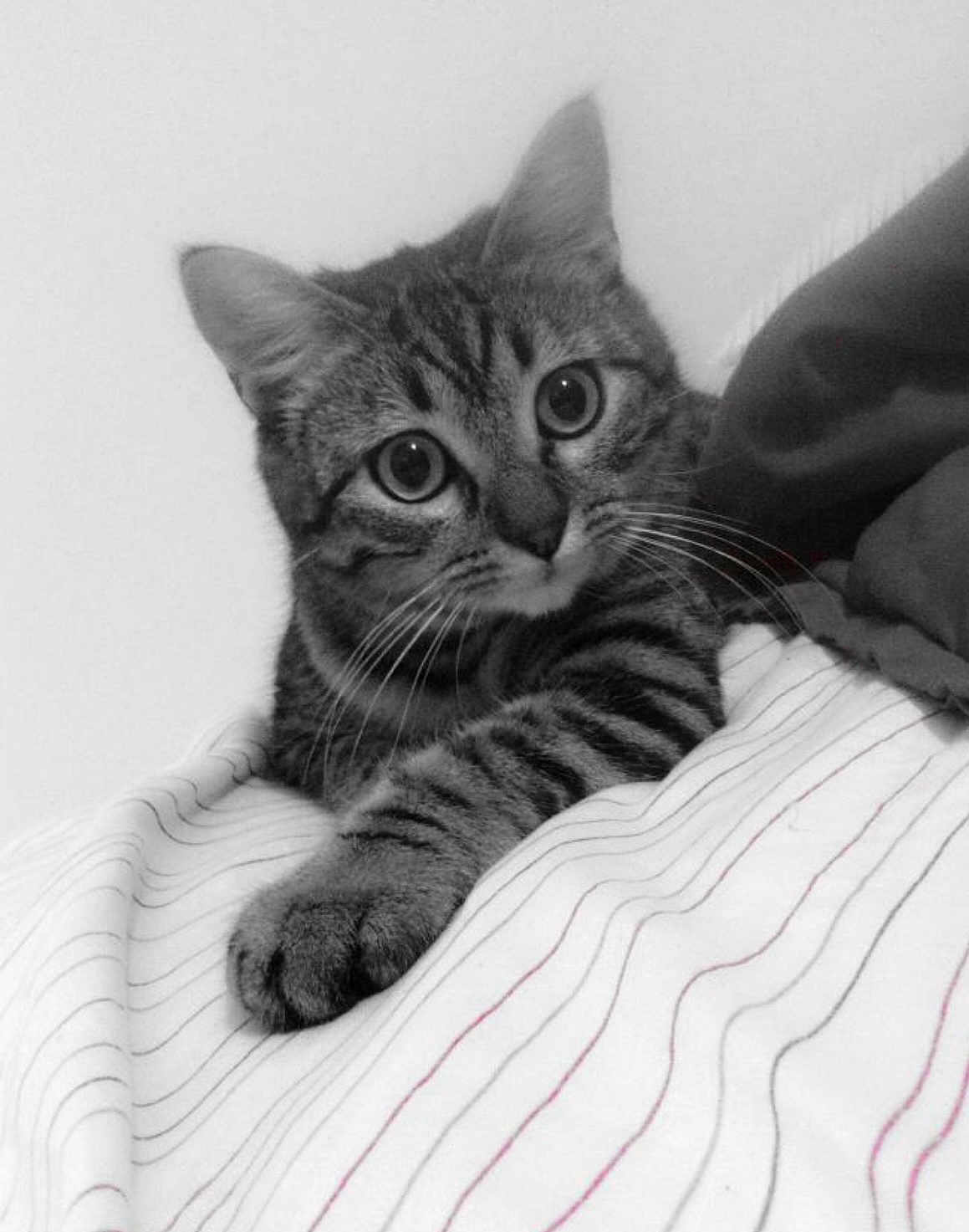 Cleopatra joined the competition — help win amazing prizes! cat, tabby, pet, animal, whiskers, paw, striped_blanket, curious, indoor, feline, closeup, black_and_white, cute, mammal, domestic_animal, resting, young_cat, soft, cozy, portrait