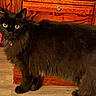alert, animal, black_cat, cabinet, cat, collar, curious, domestic_cat, feline, fur, home, indoor, mammal, pet, portrait, standing, tail, whiskers, wooden_floor, yellow_eyes