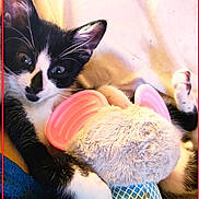 Cutie is registered to the contest to win money with this photo: kitten, black_and_white, cat, toy, plush_toy, pink_ears, paw, whiskers, cute, pet, indoor, relaxed, feline, fur, close_up, cozy, blanket, animal, young, playful