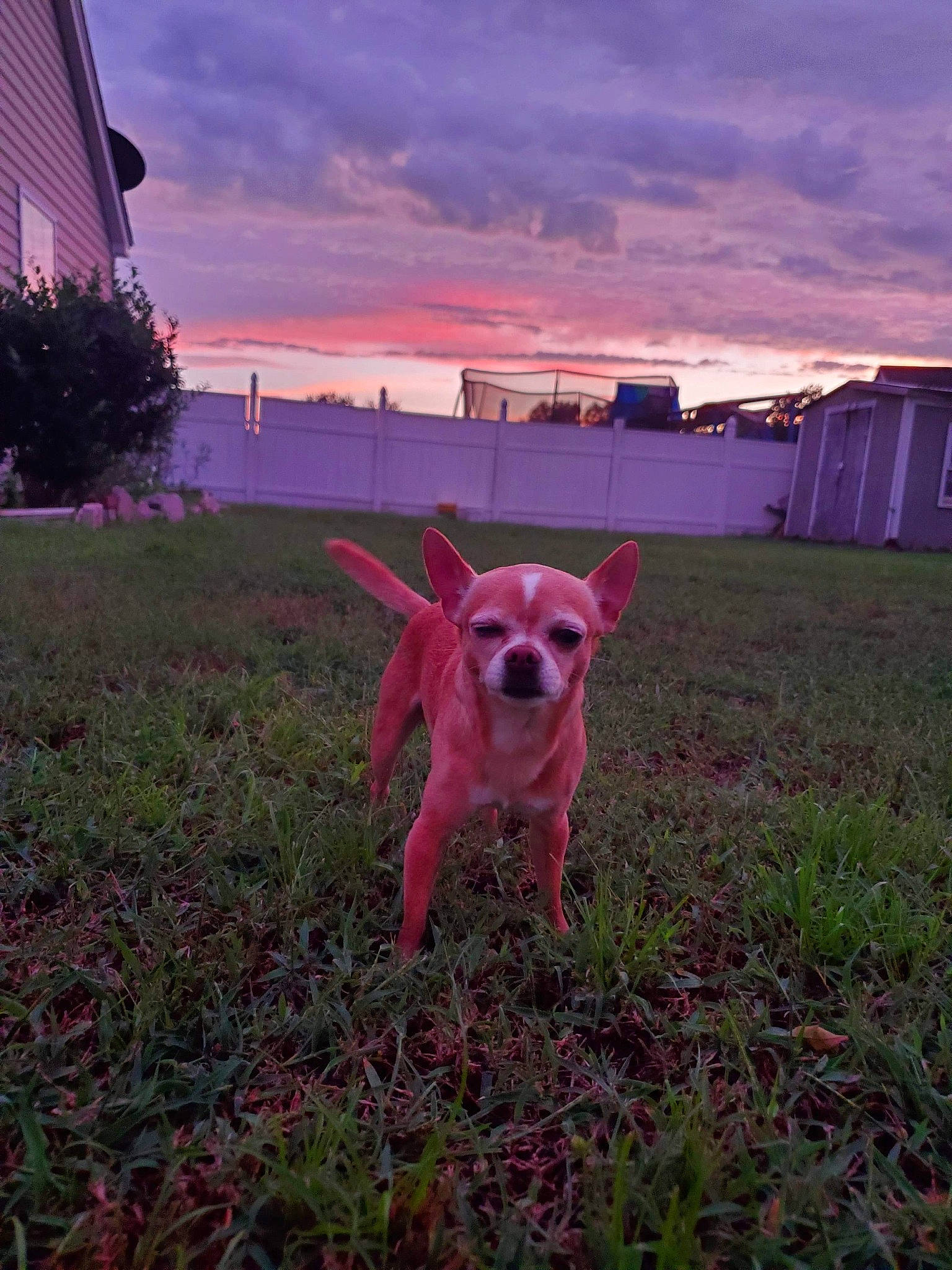 Coco joined the competition — help win amazing prizes! canidae, carnivore, chihuahua, cloud, companion_dog, dog, dog_breed, dog_walking, fawn, grass, mammal, meteorological_phenomenon, pink, sky, snout, sporting_group, sunset, tail, vertebrate