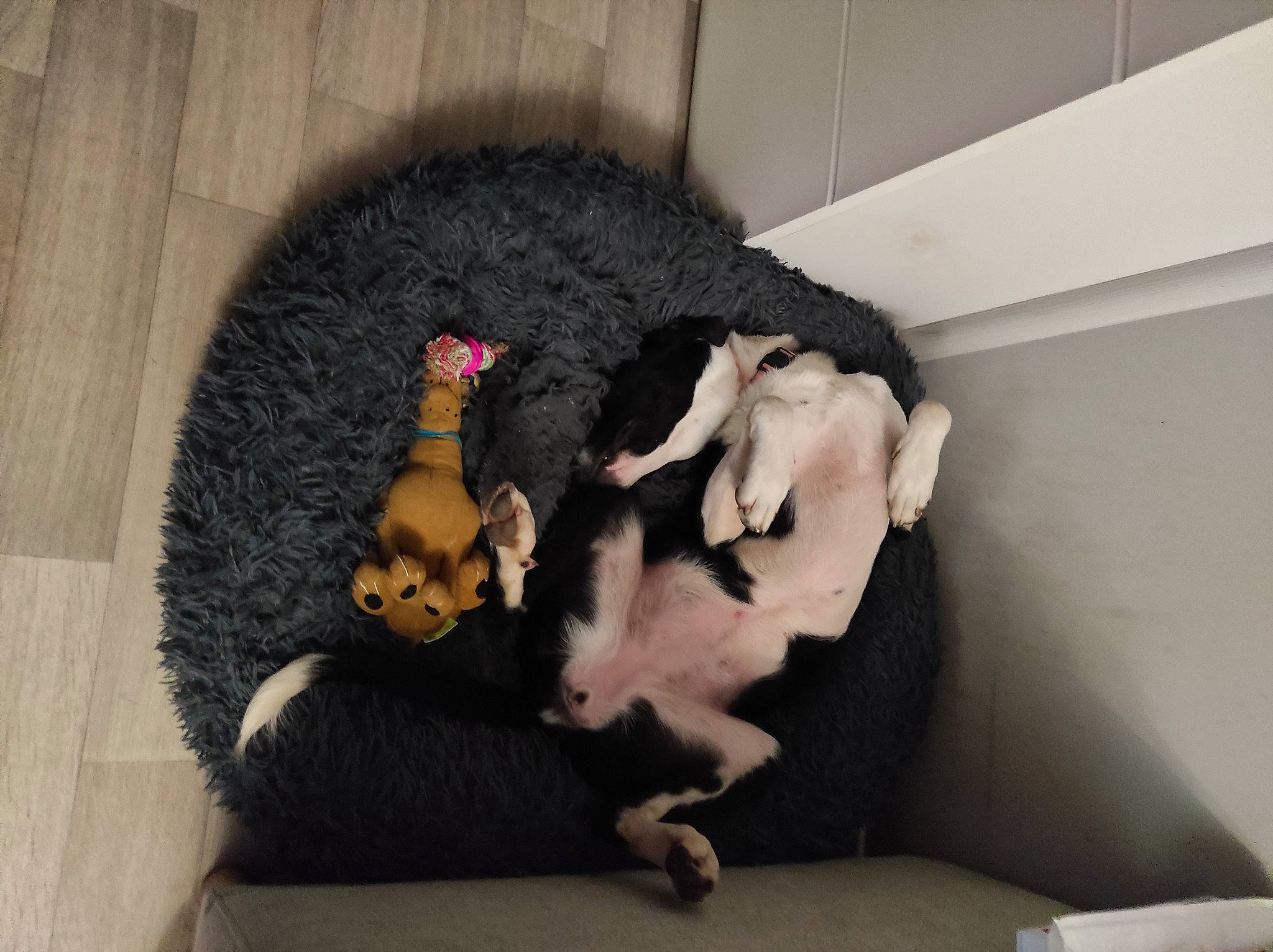 Daisy a rejoint le concours — aidez-le/la à gagner de superbes lots ! canidae, carnivore, comfort, companion_dog, couch, dog, dog_breed, fawn, felidae, fur, grey, poodle, room, small_to_medium_sized_cats, sporting_group, studio_couch, stuffed_toy, tail, toy, toy_dog