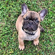 Aska a rejoint le concours — aidez-le/la à gagner de superbes lots ! puppy, french_bulldog, dog, grass, greenery, outdoor, pet, animal, cute, young, collar, small, mammal, ears, face, winking, adorable, nature, sitting, fur
