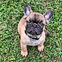 puppy, french_bulldog, dog, grass, greenery, outdoor, pet, animal, cute, young, collar, small, mammal, ears, face, winking, adorable, nature, sitting, fur