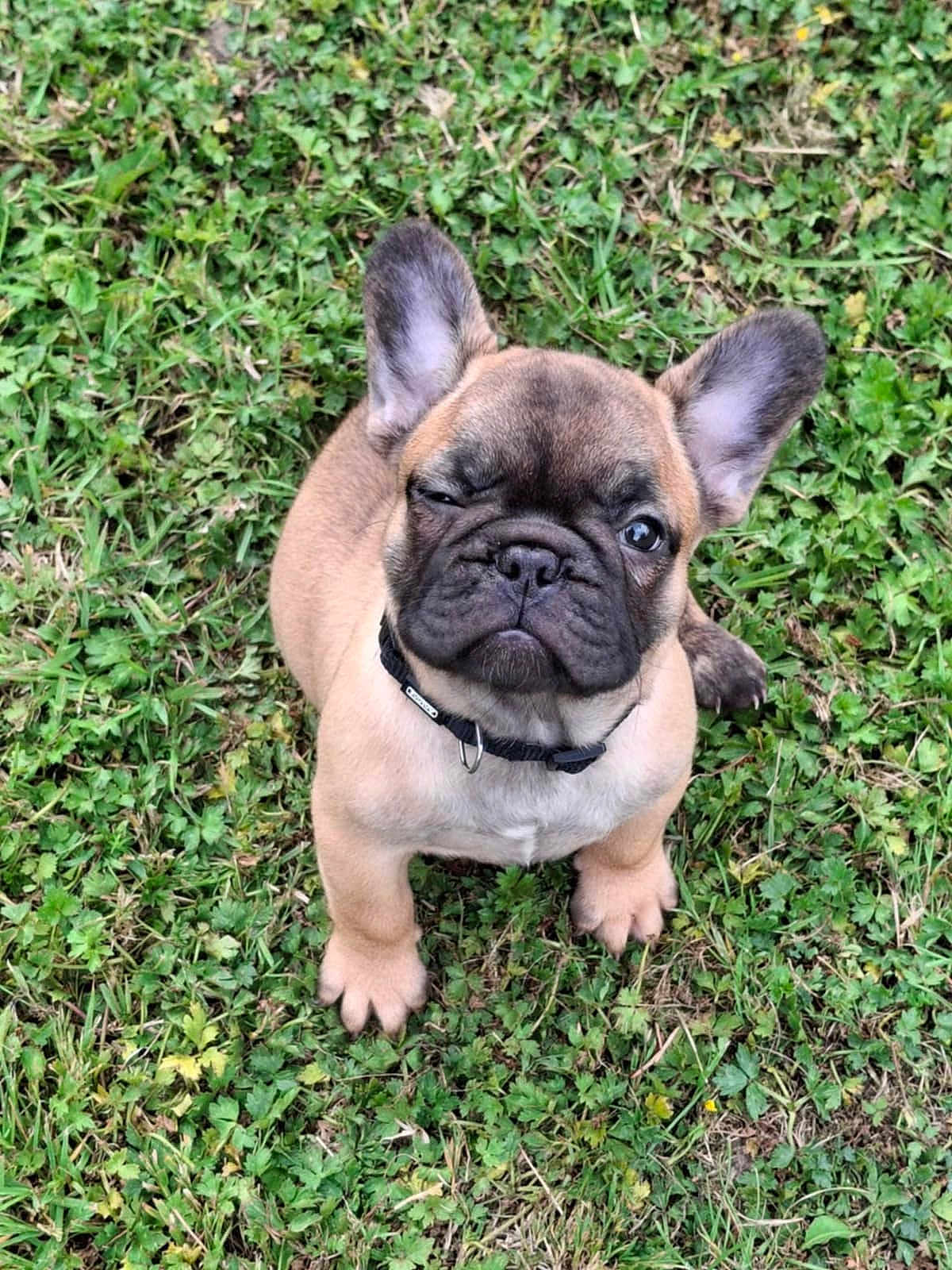 Aska a rejoint le concours — aidez-le/la à gagner de superbes lots ! puppy, french_bulldog, dog, grass, greenery, outdoor, pet, animal, cute, young, collar, small, mammal, ears, face, winking, adorable, nature, sitting, fur