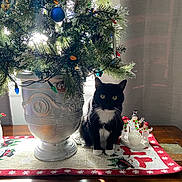 Lola joined the competition — help win amazing prizes! cat, black_and_white_cat, christmas_tree, silver_vase, holiday_decor, table_runner, snowman_figurines, curtains, wooden_table, indoor, festive, decorations, greenery, ornaments, lights, holiday, pet, animal, whiskers, sitting