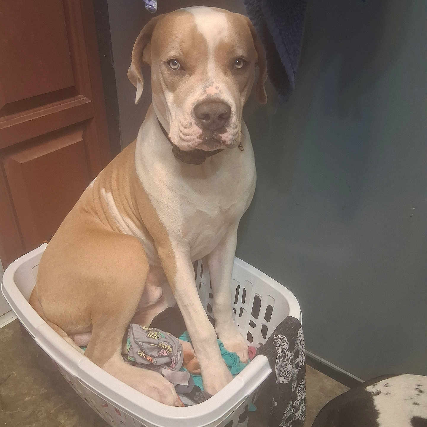 Silverado is registered to the contest to win money with this photo: animal, black_and_white_dog, brown_and_white_dog, clothes, collar, companion, cute, dog, domestic_animal, door, floor, flooring, household, indoor, laundry_basket, mammal, pet, sitting, towel, wall