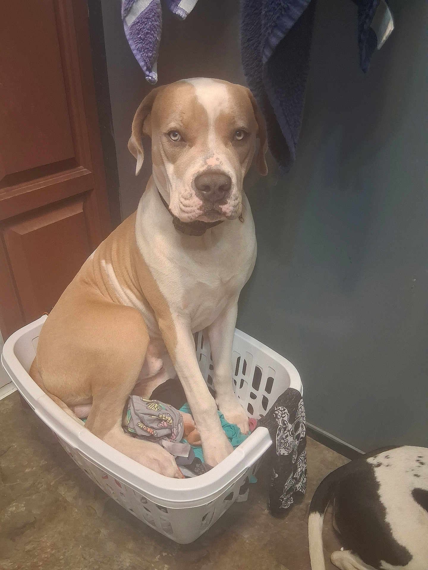 Silverado is registered to the contest to win money with this photo: animal, black_and_white_dog, brown_and_white_dog, clothes, collar, companion, cute, dog, domestic_animal, door, floor, flooring, household, indoor, laundry_basket, mammal, pet, sitting, towel, wall