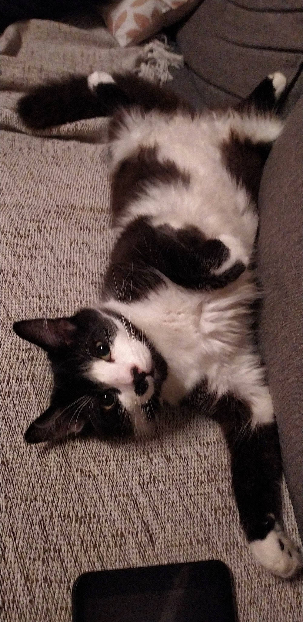 Scrappy participe au concours pour gagner de l'argent avec cette photo : black_and_white, carnivore, cat, claw, cloud, comfort, domestic_short_haired_cat, felidae, flooring, foot, fur, monochrome, monochrome_photography, paw, sand, small_to_medium_sized_cats, snout, style, tail, whiskers