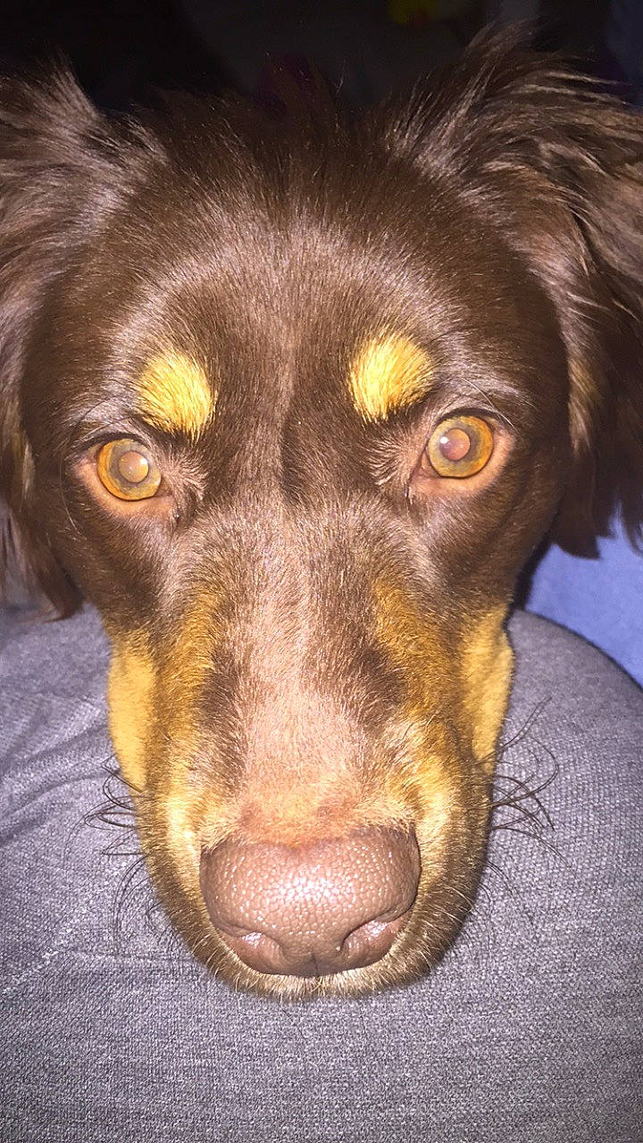 Roxy participe au concours pour gagner de l'argent avec cette photo : beagador, boykin_spaniel, canidae, carnivore, close_up, dog, dog_breed, ear, eye, guard_dog, hovawart, hunting_dog, mammal, nose, rare_breed_dog, snout, spaniel, sporting_group, vertebrate, whiskers