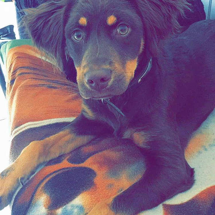 Roxy