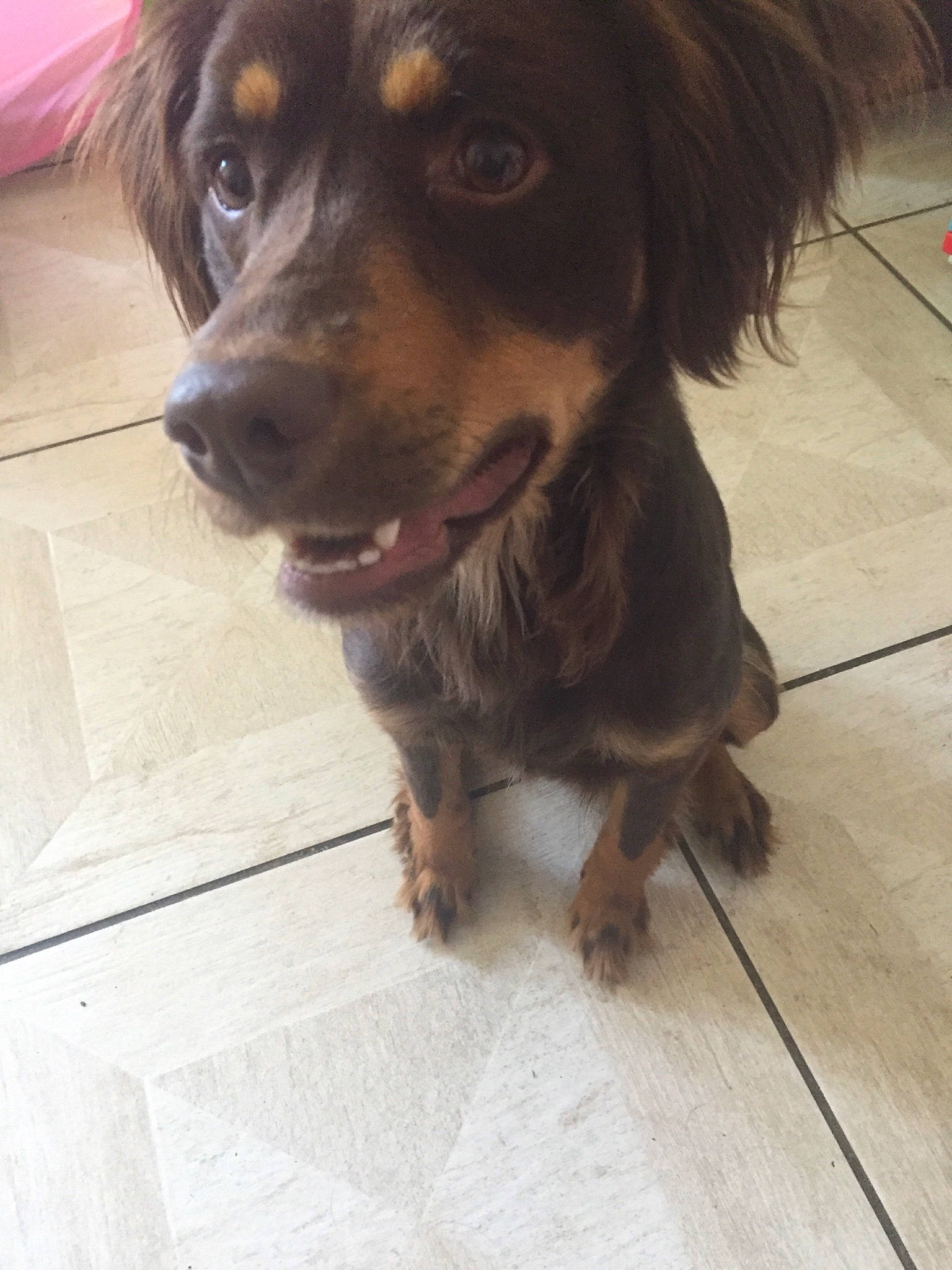 Roxy a rejoint le concours — aidez-le/la à gagner de superbes lots ! beagador, canidae, carnivore, companion_dog, dachshund, dog, dog_breed, fawn, nose, puppy, rare_breed_dog, small_greek_domestic_dog, snout, spaniel, sporting_group