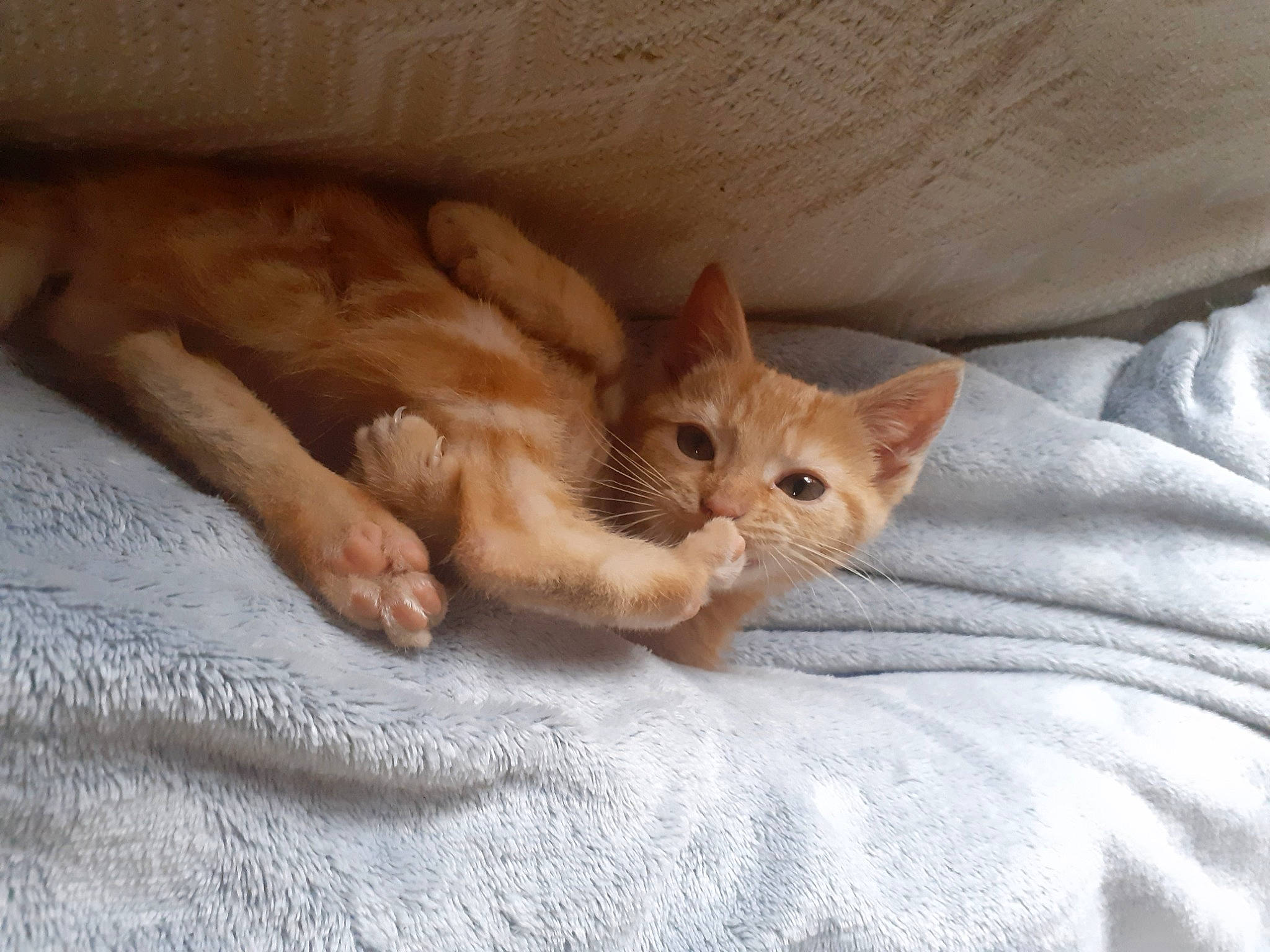 Miou a rejoint le concours — aidez-le/la à gagner de superbes lots ! bed, bedding, beige, carnivore, cat, cat_supply, comfort, domestic_short_haired_cat, fawn, felidae, fur, kitten, linens, paw, peach, skin, small_to_medium_sized_cats, tan, vertebrate, whiskers