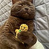 Teddy participe au concours pour gagner de l'argent avec cette photo : cat, brown_cat, pet, feline, animal, sleepy, relaxed, lying_down, hugging, plush_toy, flower_toy, yellow, smiling_toy, whiskers, ears, fur, quilt, bed, indoors, cozy