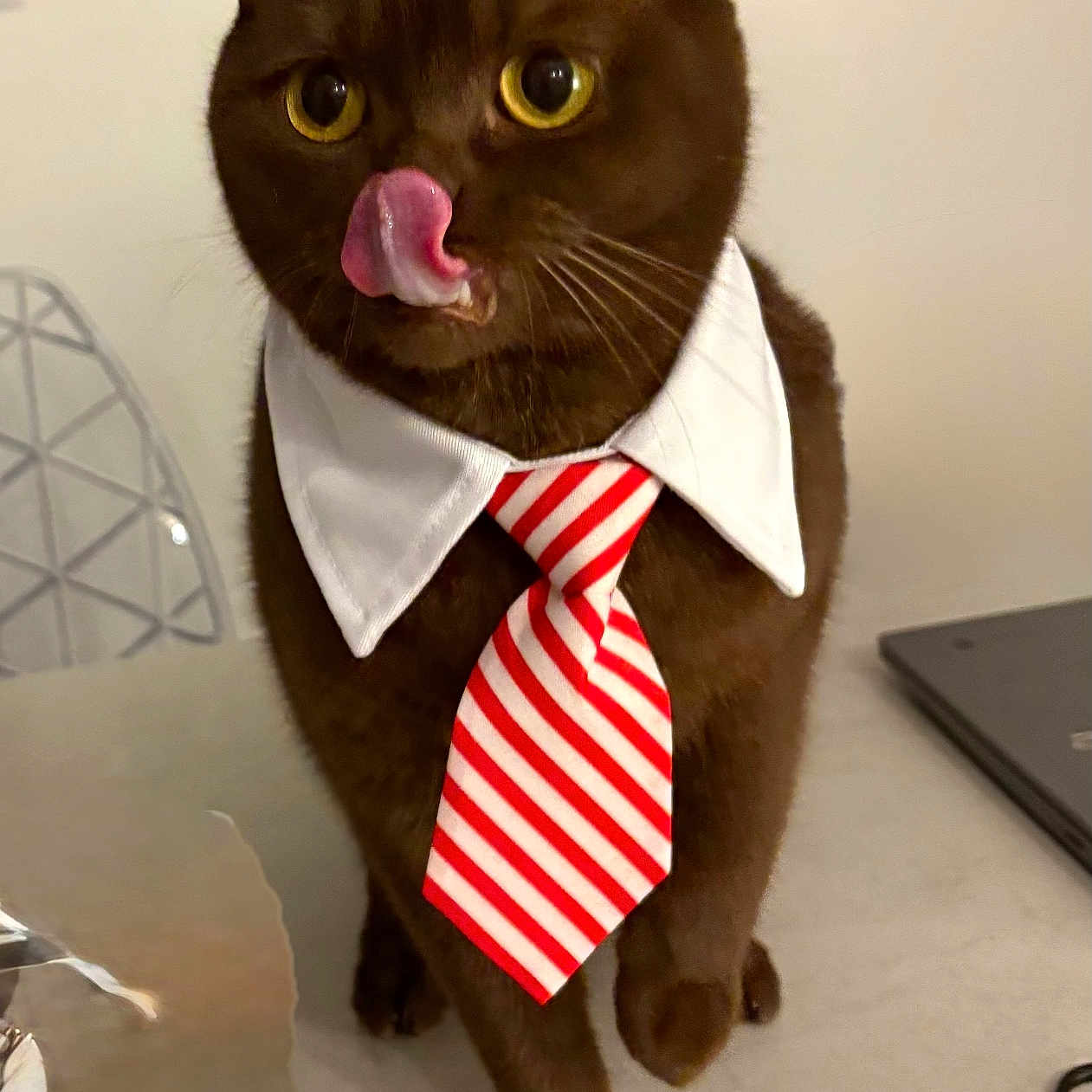 Teddy participe au concours pour gagner de l'argent avec cette photo : cat, brown_cat, pet, animal, collar, necktie, dressed_up, formalwear, licking_nose, yellow_eyes, whiskers, portrait, sitting, indoors, desk, laptop, wall_art, office, funny, closeup