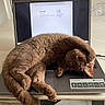 cat, brown_cat, fluffy, sleeping, curled_up, upside_down, pet, animal, whiskers, paws, tail, laptop, chromebook, keyboard, computer, indoors, desk, technology, funny, relaxed
