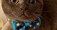 Teddy participe au concours pour gagner de l'argent avec cette photo : cat, brown_cat, pet, animal, bow_tie, collar, star_pattern, blue, wide_eyed, whiskers, ears, fur, portrait, close_up, indoor, pet_bed, cushion, sitting, cute, formalwear