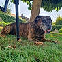 dog, brindle, grass, tree, leaves, outdoor, pet, canine, nature, relaxed, tongue, shade, garden, animal, summer, sunlight, fence, bark, quiet, resting