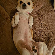 Tina participe au concours pour gagner de l'argent avec cette photo : animal, belly_up, brown_blanket, canine, companion, cozy, cute, cute_pet, dog, domestic_animal, fluffy_blanket, fur, indoor, looking_up, lying_down, paw, pet, relaxed, resting, small_dog