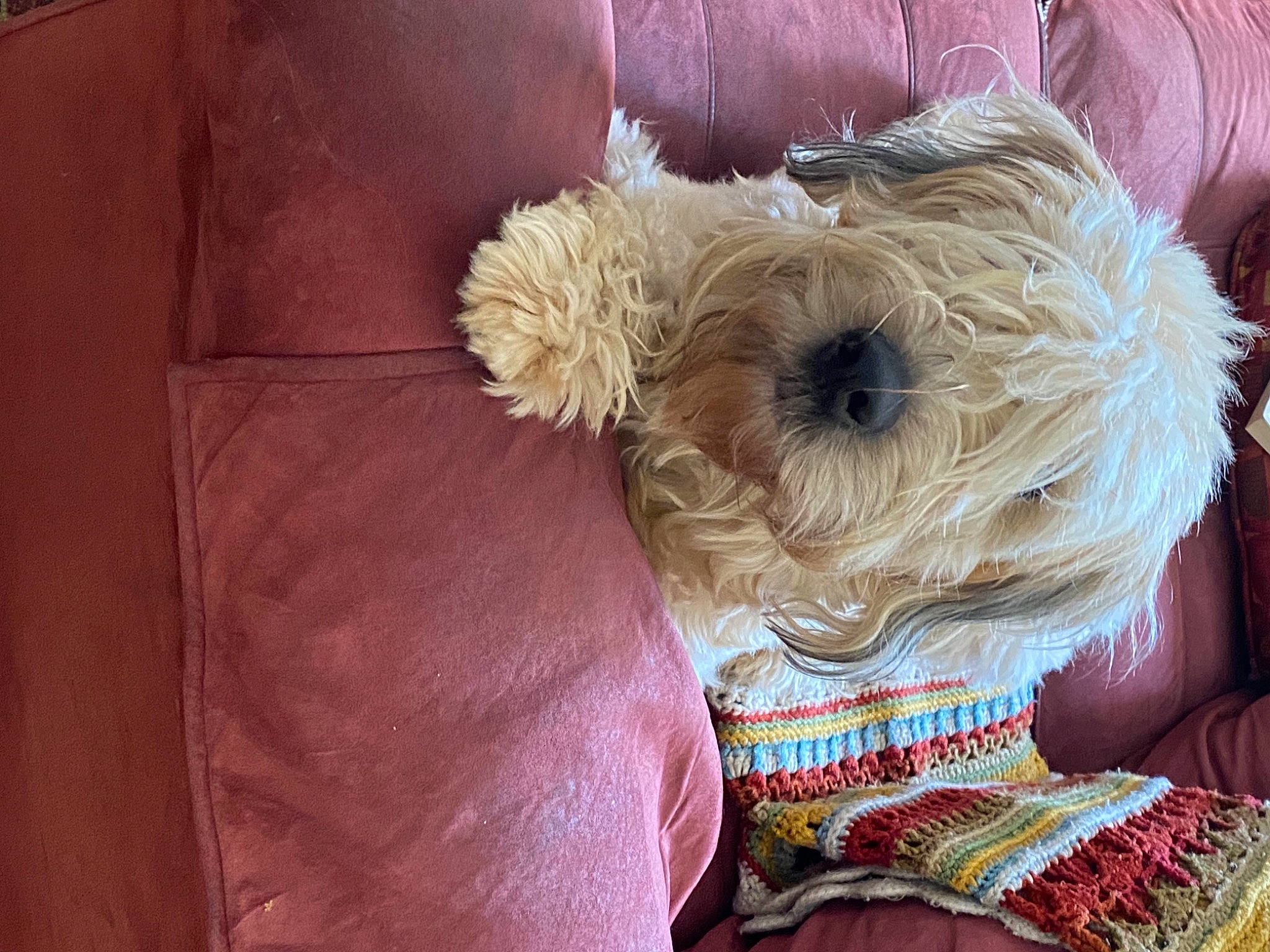 Phoebe is registered to the contest to win money with this photo: canidae, carnivore, companion_dog, couch, dog, dog_breed, dog_clothes, dog_supply, fawn, fur, linens, pet_supply, small_terrier, snout, sporting_group, stuffed_toy, terrier, toy, toy_dog, working_animal