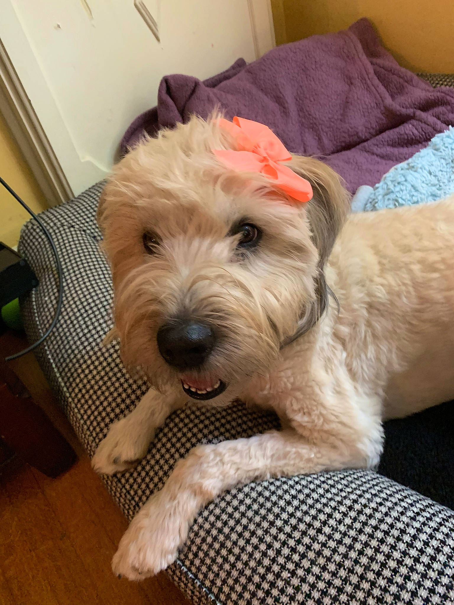 Phoebe is registered to the contest to win money with this photo: canidae, carnivore, comfort, companion_dog, dog, dog_breed, dog_collar, flooring, fur, hardwood, labradoodle, small_terrier, sporting_group, terrier, toy_dog, varnish, water_dog, wood, wood_flooring, working_animal