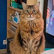 Olaf participe au concours pour gagner de l'argent avec cette photo : cat, tabby, fluffy, wide_eyes, indoor, sitting, shelf, clutter, television, screen, people, uniform, curious, fur, pet, animal, domestic, feline, room, furniture