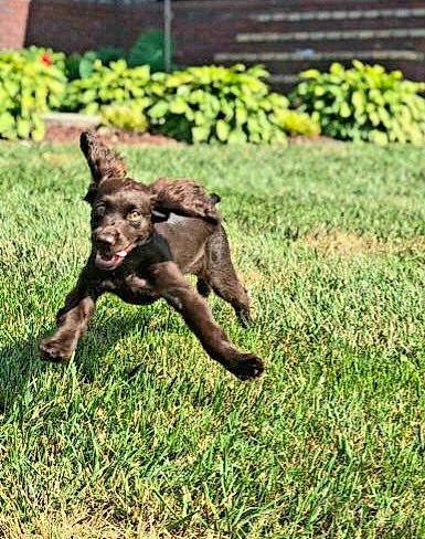 Bailey Mae joined the competition — help win amazing prizes! canidae, carnivore, companion_dog, dog, dog_breed, garden, grass, grassland, groundcover, hunting_dog, lawn, liver, plant, shrub, soil, sporting_group, tail, terrestrial_animal, working_animal, working_dog