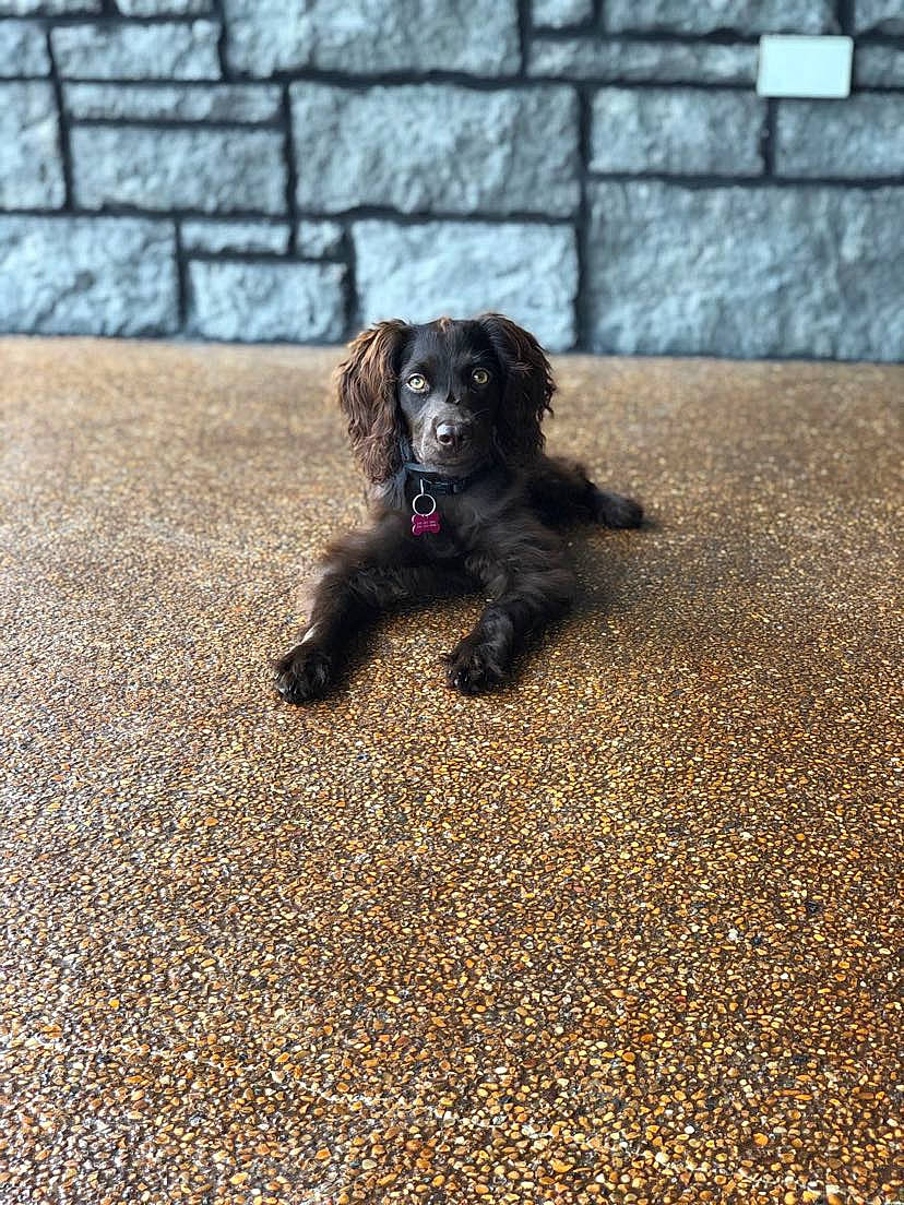 Bailey Mae joined the competition — help win amazing prizes! asphalt, canidae, carnivore, companion_dog, dog, dog_breed, flooring, fur, grass, liver, road_surface, shadow, snout, soil, sporting_group, tar, terrestrial_animal, tints_and_shades, toy_dog, working_animal