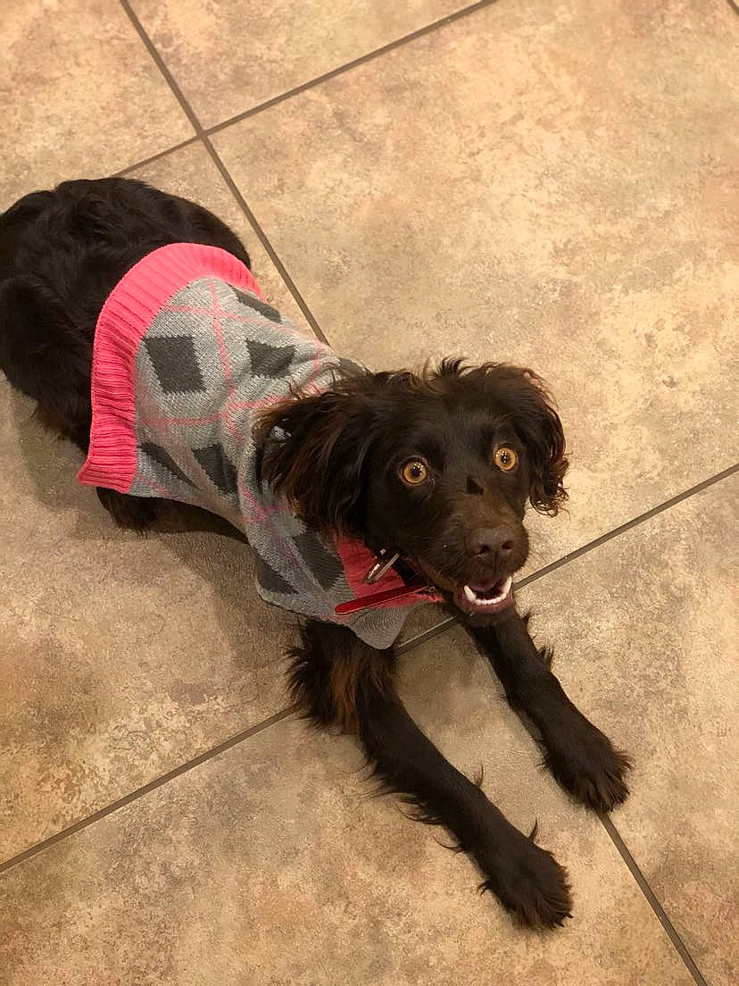 Bailey Mae joined the competition — help win amazing prizes! borador, canidae, carmine, carnivore, collar, companion_dog, dog, dog_breed, dog_clothes, dog_collar, dog_supply, flooring, fur, leash, liver, pet_supply, snout, sporting_group, working_animal, working_dog