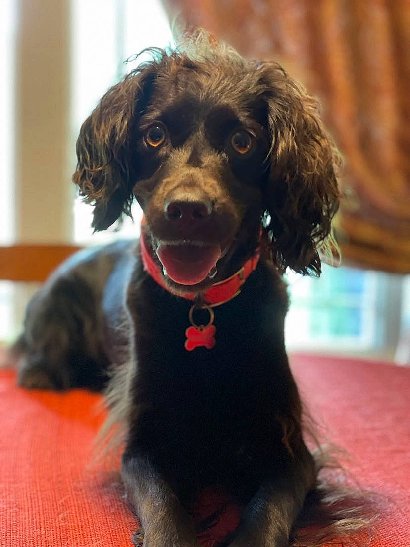 Bailey Mae is registered to the contest to win money with this photo: borador, canidae, carnivore, collar, companion_dog, dog, dog_breed, dog_collar, fur, gun_dog, leash, liver, retriever, snout, spaniel, sporting_group, water_dog, whiskers, working_animal, working_dog