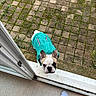 dog, french_bulldog, pet, animal, turquoise_jacket, clothing, outdoor, patio, paving_stones, doorway, threshold, indoors, outdoors, portrait, looking_up, ears, face, sitting, funny, domestic_animal