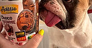 Aya participe au concours pour gagner de l'argent avec cette photo : dog, bulldog, pet, animal, face, eyes, tongue, ears, white_fur, brown_fur, black_markings, sitting, indoor, portrait, closeup, hand, fingernail, dessert, brownie, food