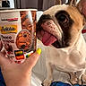 dog, bulldog, pet, animal, face, eyes, tongue, ears, white_fur, brown_fur, black_markings, sitting, indoor, portrait, closeup, hand, fingernail, dessert, brownie, food