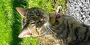 Ratone participe au concours pour gagner de l'argent avec cette photo :