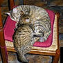 Ratone participe au concours pour gagner de l'argent avec cette photo :