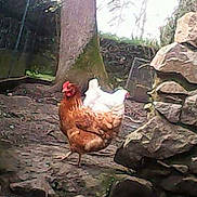 Elvis participe au concours pour gagner de l'argent avec cette photo :