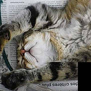 Alf participe au concours pour gagner de l'argent avec cette photo :