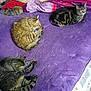Pepette participe au concours pour gagner de l'argent avec cette photo :