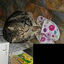Pepette participe au concours pour gagner de l'argent avec cette photo :