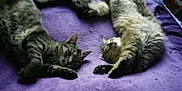 Misty participe au concours pour gagner de l'argent avec cette photo :