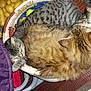 Misty participe au concours pour gagner de l'argent avec cette photo :