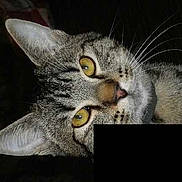 Misty participe au concours pour gagner de l'argent avec cette photo :