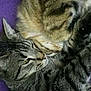 Misty participe au concours pour gagner de l'argent avec cette photo :