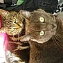 Rififi participe au concours pour gagner de l'argent avec cette photo :