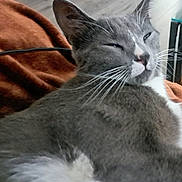 Titi a rejoint le concours — aidez-le/la à gagner de superbes lots ! cat, gray_cat, white_fur, whiskers, sleepy, relaxed, pet, animal, feline, indoor, blanket, orange_blanket, closeup, fur, resting, cozy, home, comfort, soft, nap