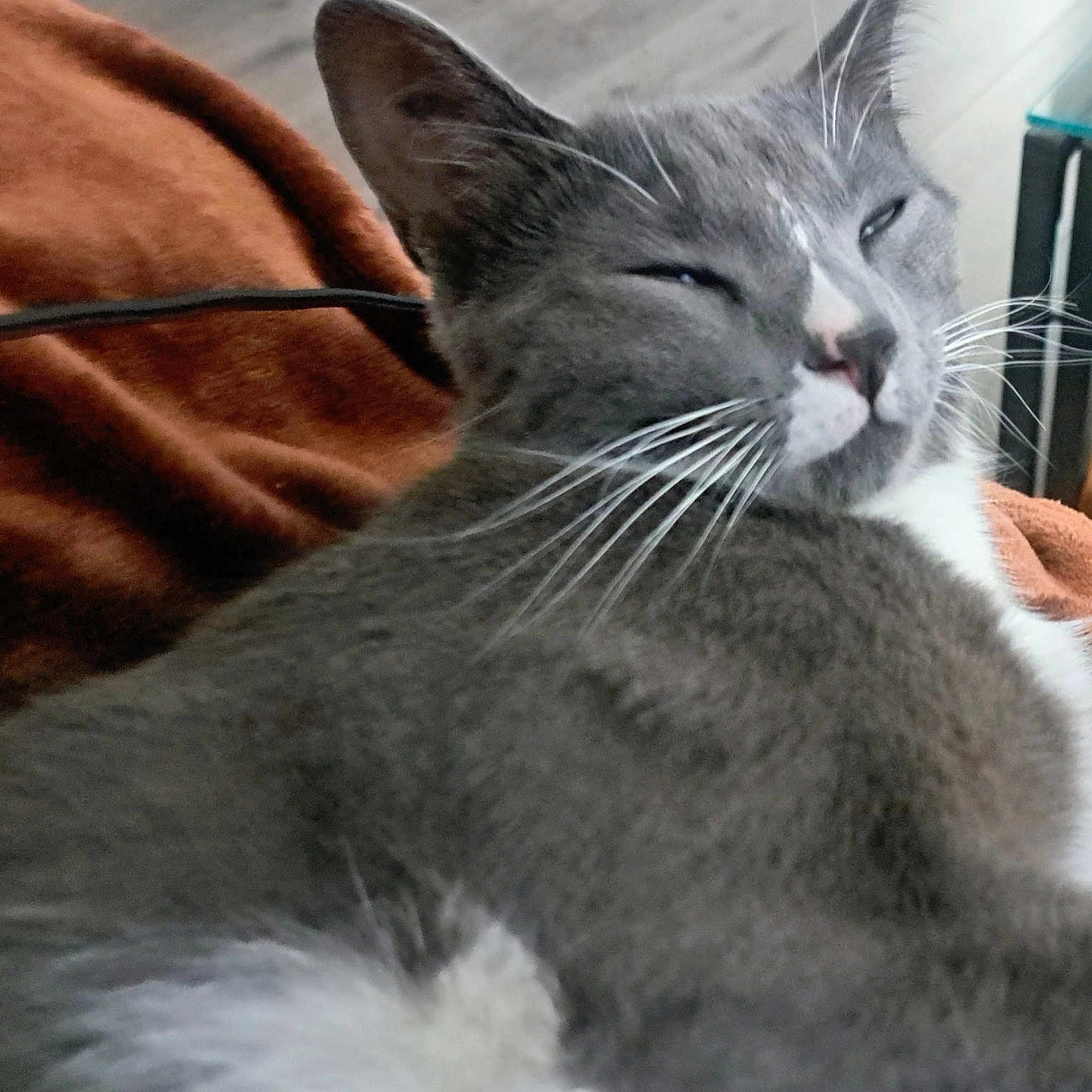 Titi a rejoint le concours — aidez-le/la à gagner de superbes lots ! cat, gray_cat, white_fur, whiskers, sleepy, relaxed, pet, animal, feline, indoor, blanket, orange_blanket, closeup, fur, resting, cozy, home, comfort, soft, nap