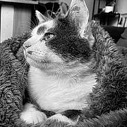 Milo a rejoint le concours — aidez-le/la à gagner de superbes lots ! animal, black_and_white, blanket, cabinet, cat, closeup, cozy, ears, feline, fur, furniture, home, indoor, paws, pet, portrait, relaxing, shelf, sitting, whiskers