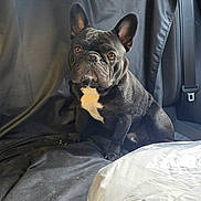 Elvis a rejoint le concours — aidez-le/la à gagner de superbes lots ! animal, backseat, black_dog, car_interior, cute, dog, domestic_animal, ears, eyes, french_bulldog, looking, pet, plastic_cover, portrait, seat_cover, seatbelt, sitting, sunlight, white_patch, window